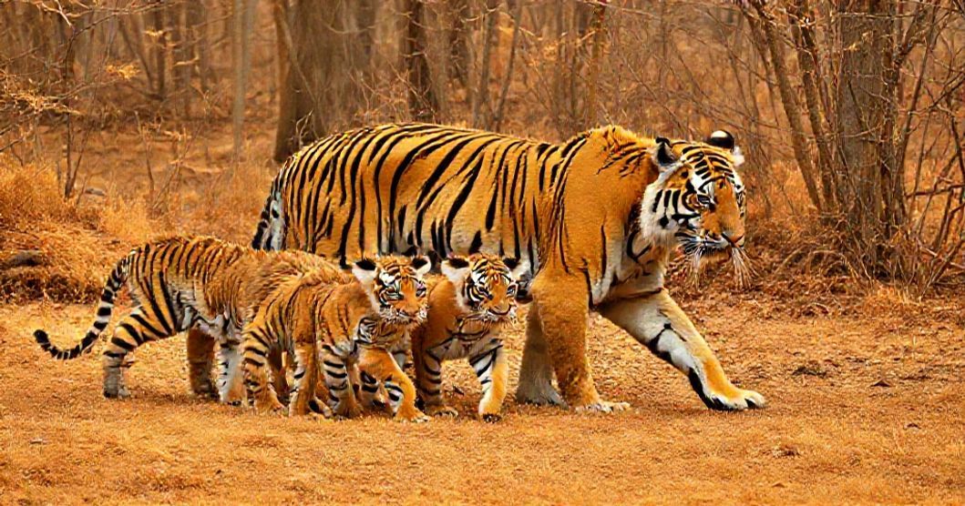 中国の東北虎保護区で稀な家族の映像が撮影される