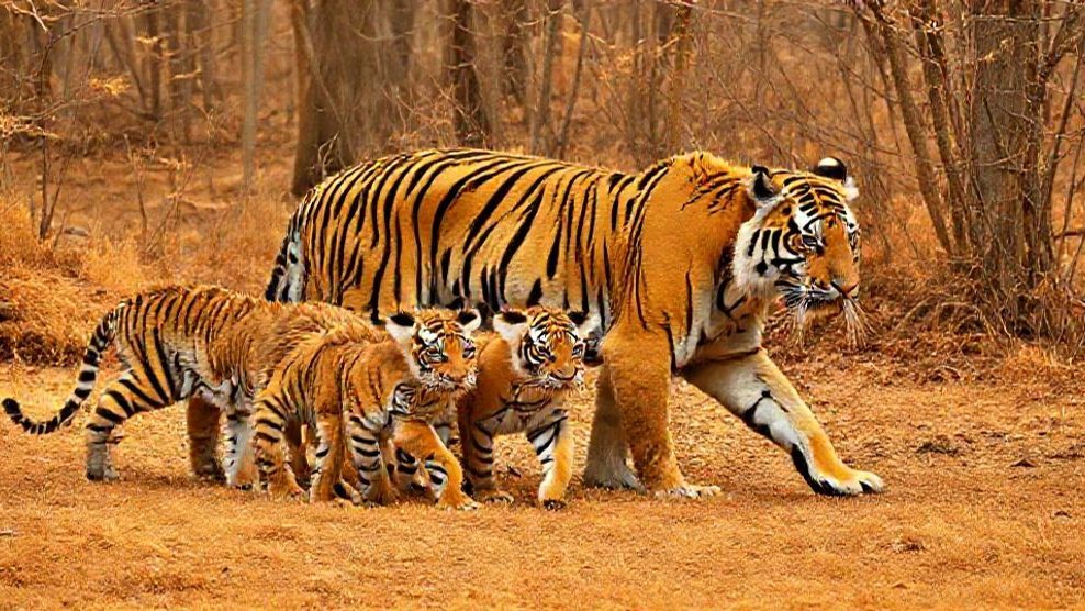 中国国家公園、アムールトラ親子6頭の撮影成功 生態文明の象徴か