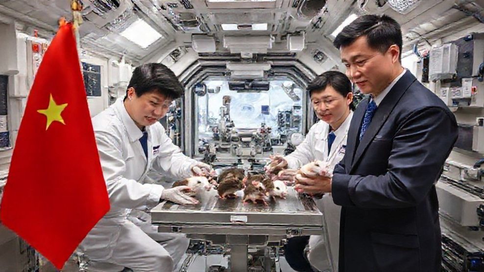 中国宇宙ステーション、マウスの繁殖実験に成功 宇宙での生殖に道